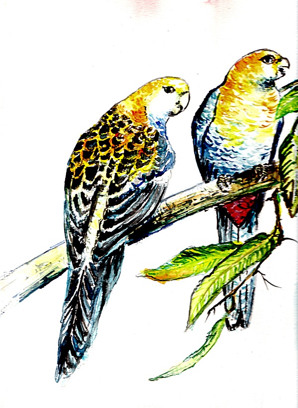 couple d'oiseaux