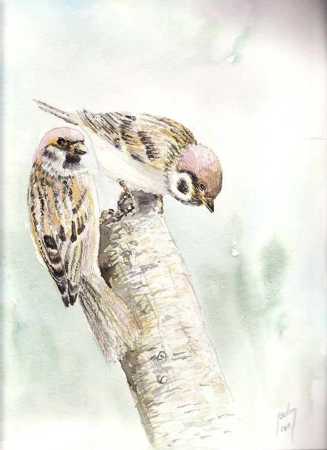 couple d'oiseaux